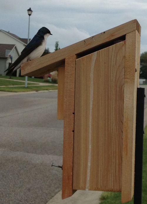 Had a talk with my tree swallow friend as the day ended....it was a real bird "tale"
