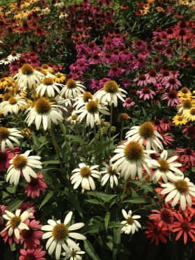 Echinacea provides long lasting summer color